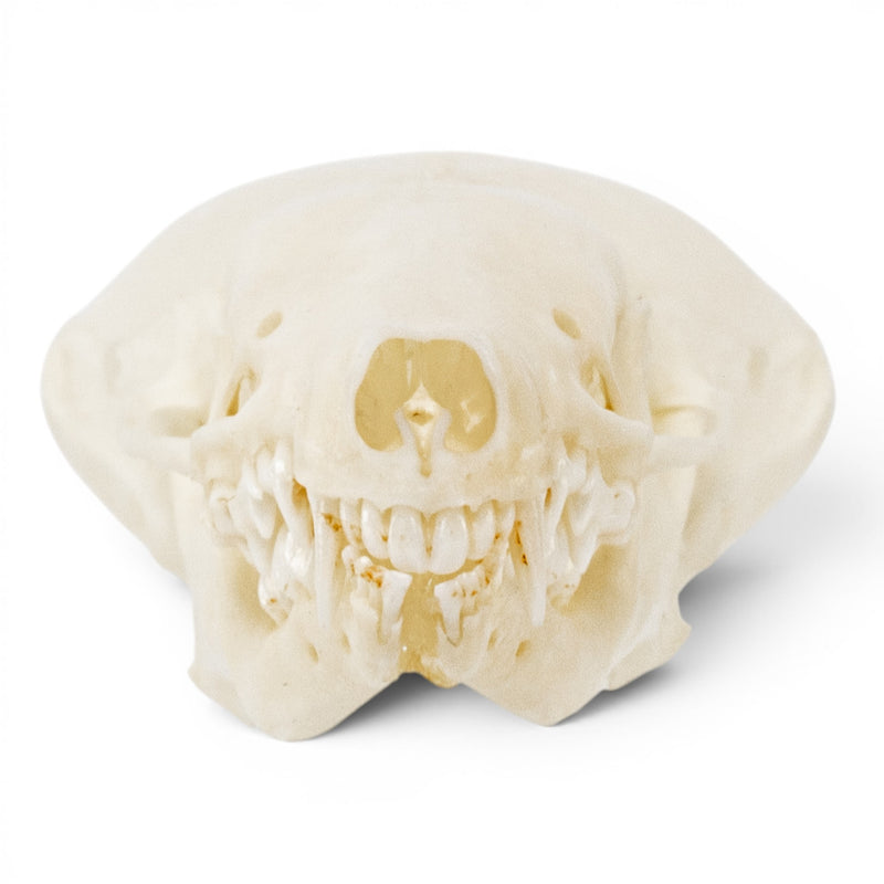Real European Mole Skull