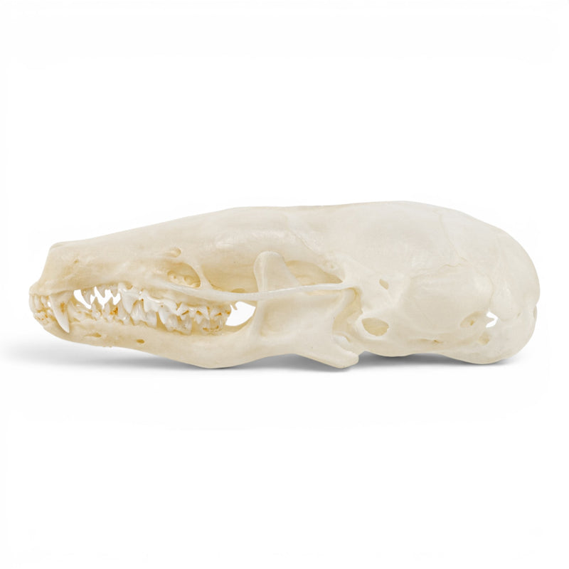 Real European Mole Skull