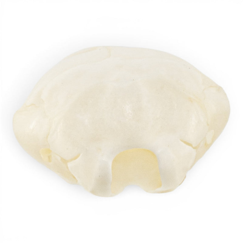 Real European Mole Skull