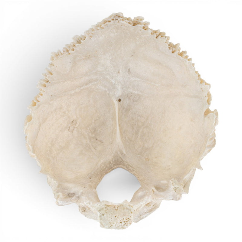 Real Human Occipital Bone