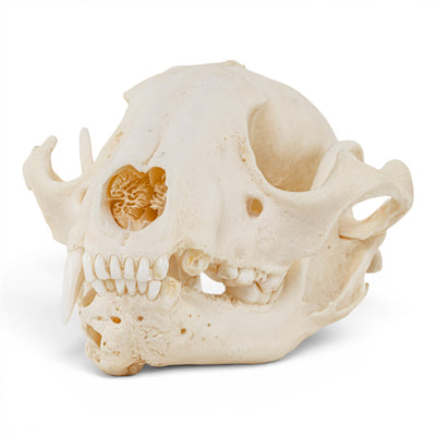 Real Raccoon Skull - Pathology