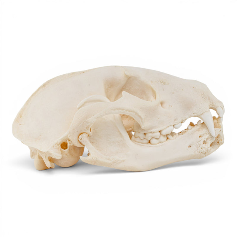 Real Raccoon Skull - Pathology