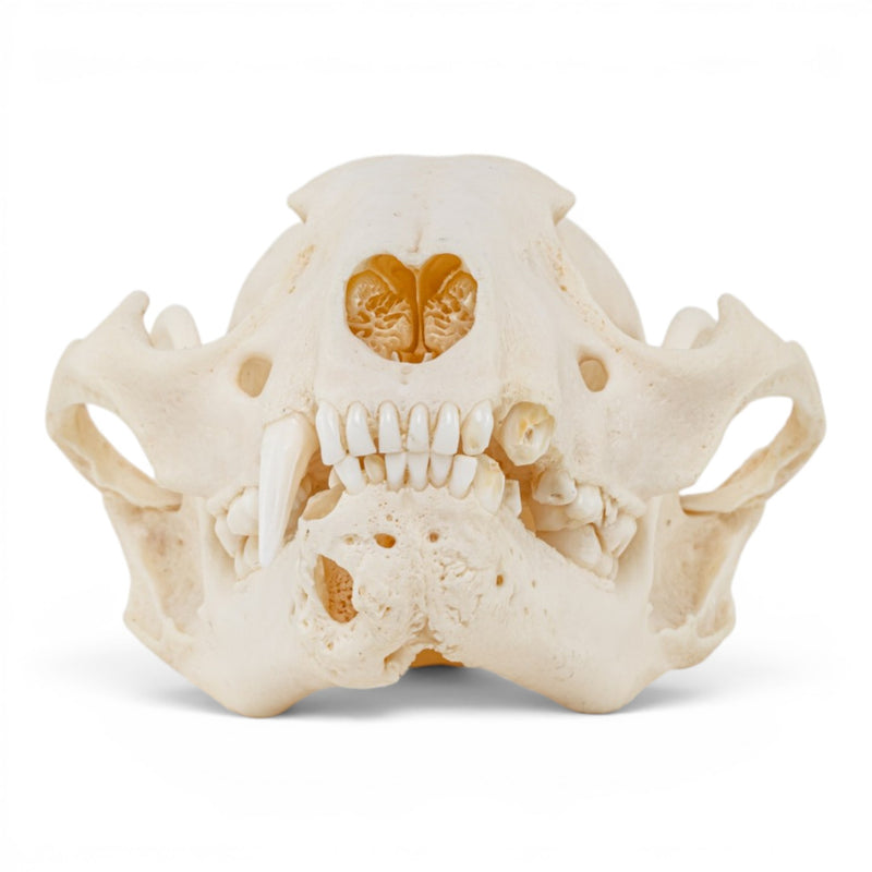Real Raccoon Skull - Pathology