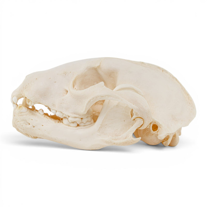 Real Raccoon Skull - Pathology