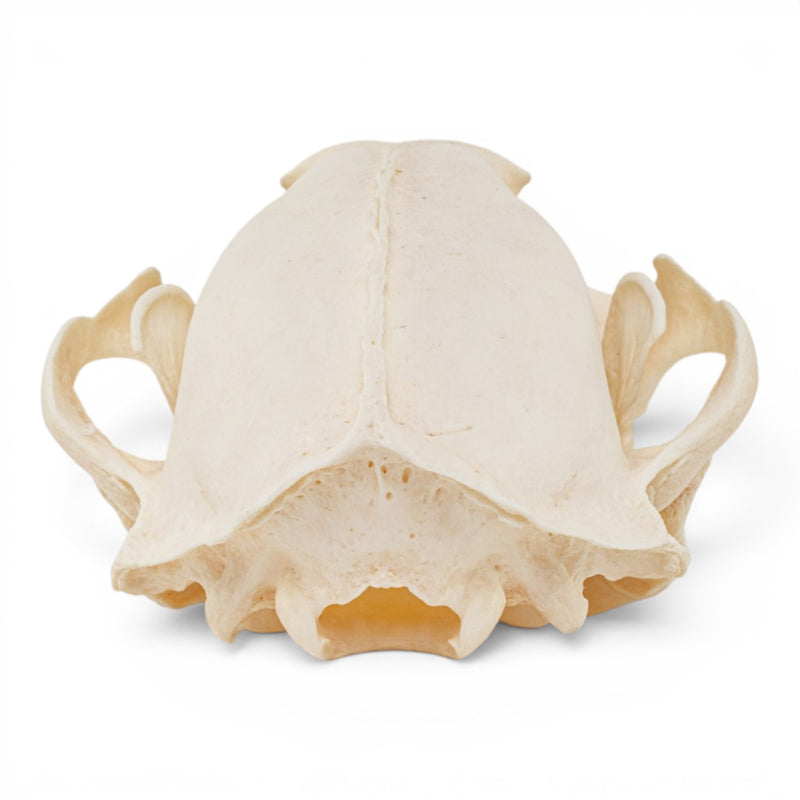 Real Raccoon Skull - Pathology