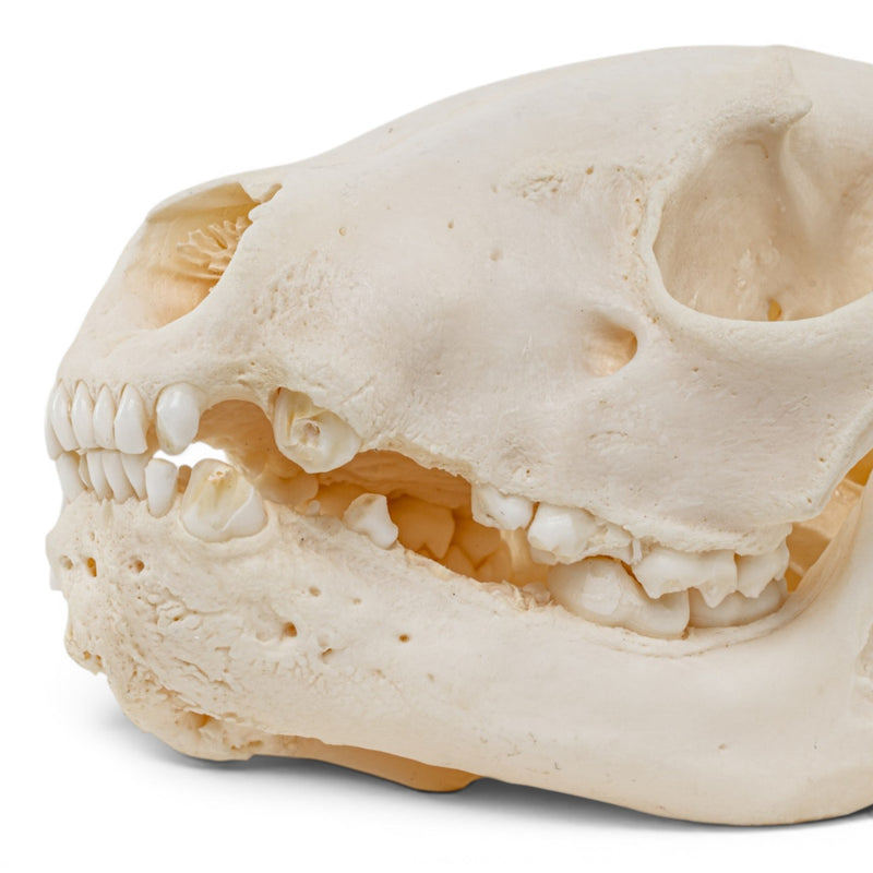 Real Raccoon Skull - Pathology