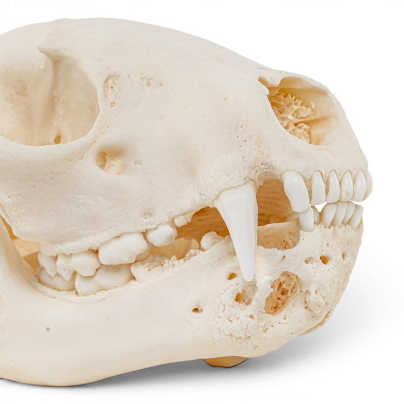 Real Raccoon Skull - Pathology