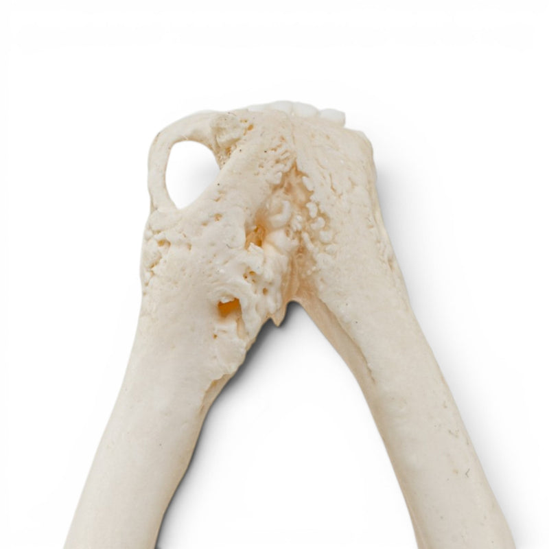 Real Raccoon Skull - Pathology
