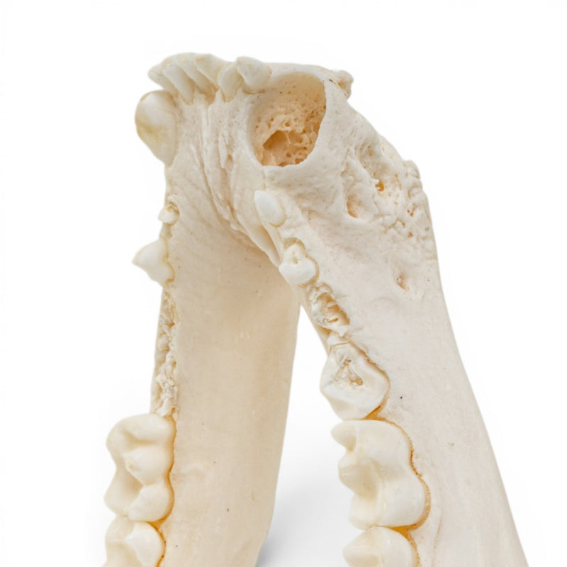 Real Raccoon Skull - Pathology