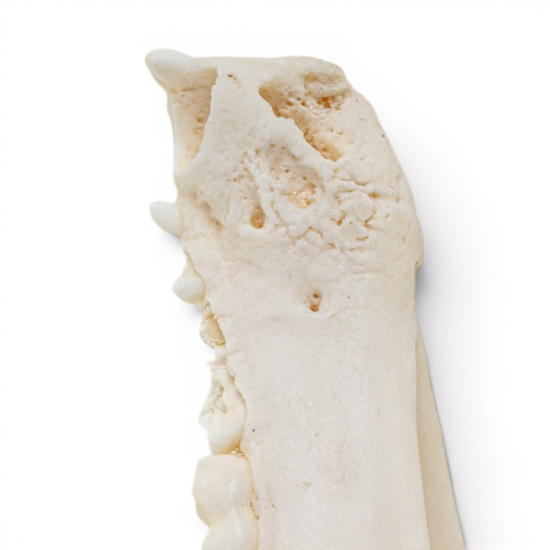 Real Raccoon Skull - Pathology