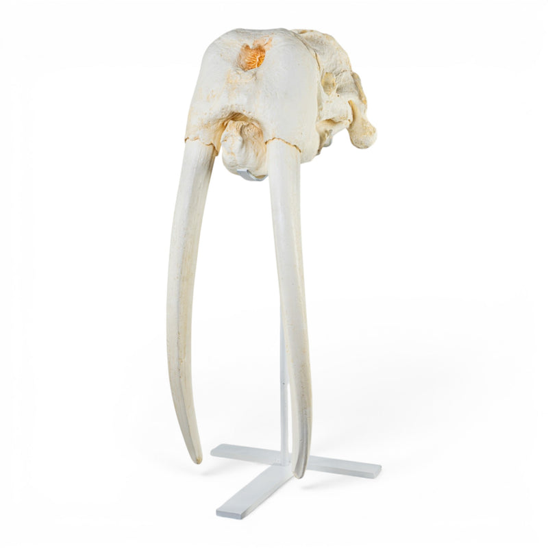 Replica Walrus Skull