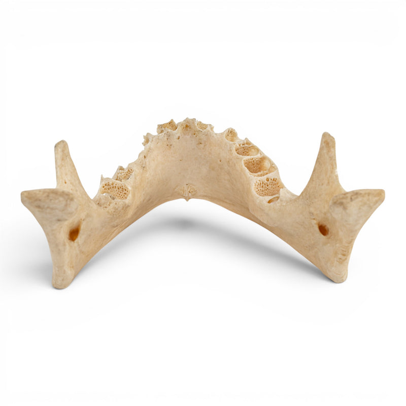 Real Human Mandible - Dissected