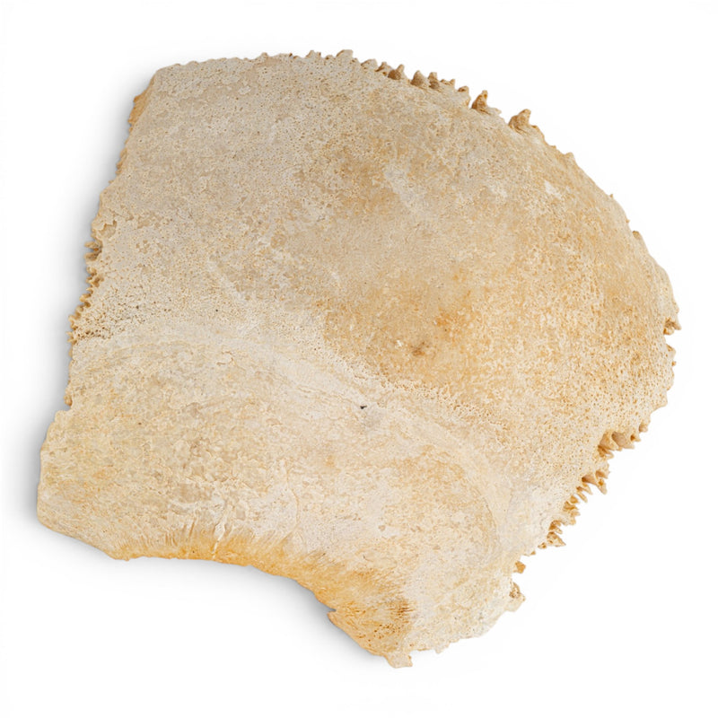 Real Human Parietal Bone