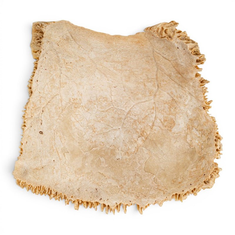 Real Human Parietal Bone