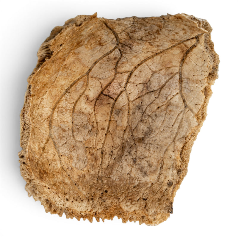 Real Human Parietal Bone