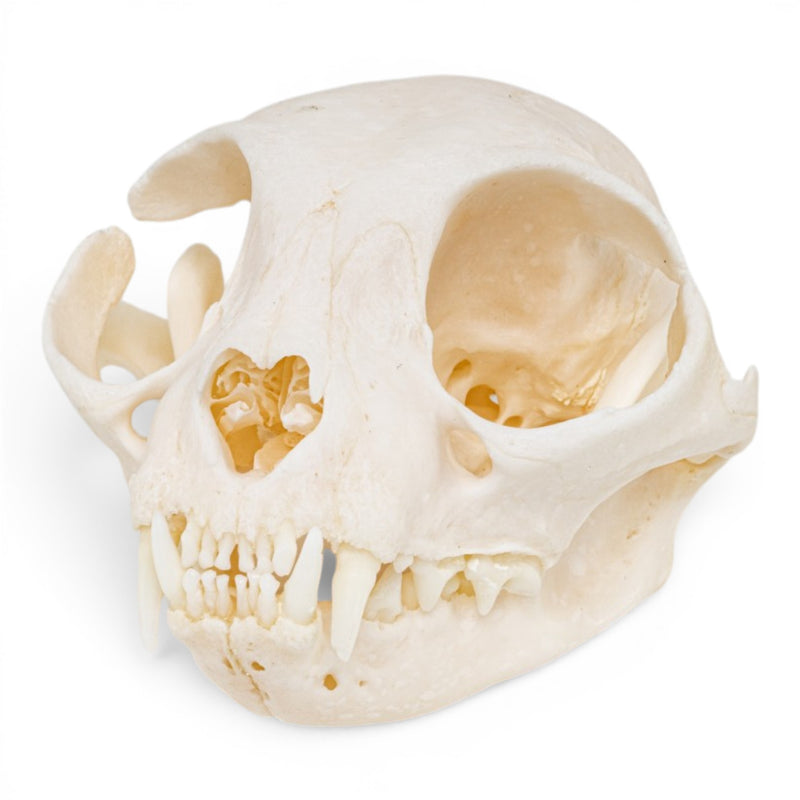 Real Domestic Cat Skull - Pathology
