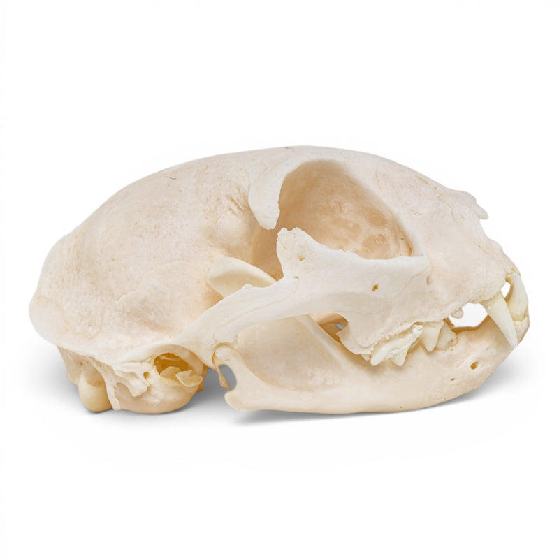 Real Domestic Cat Skull - Pathology