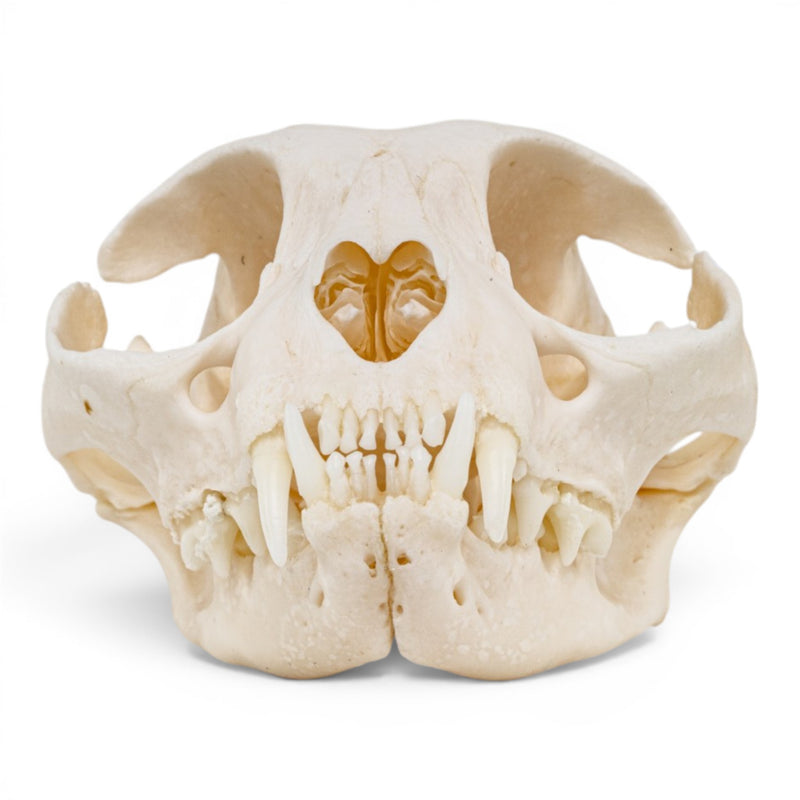 Real Domestic Cat Skull - Pathology
