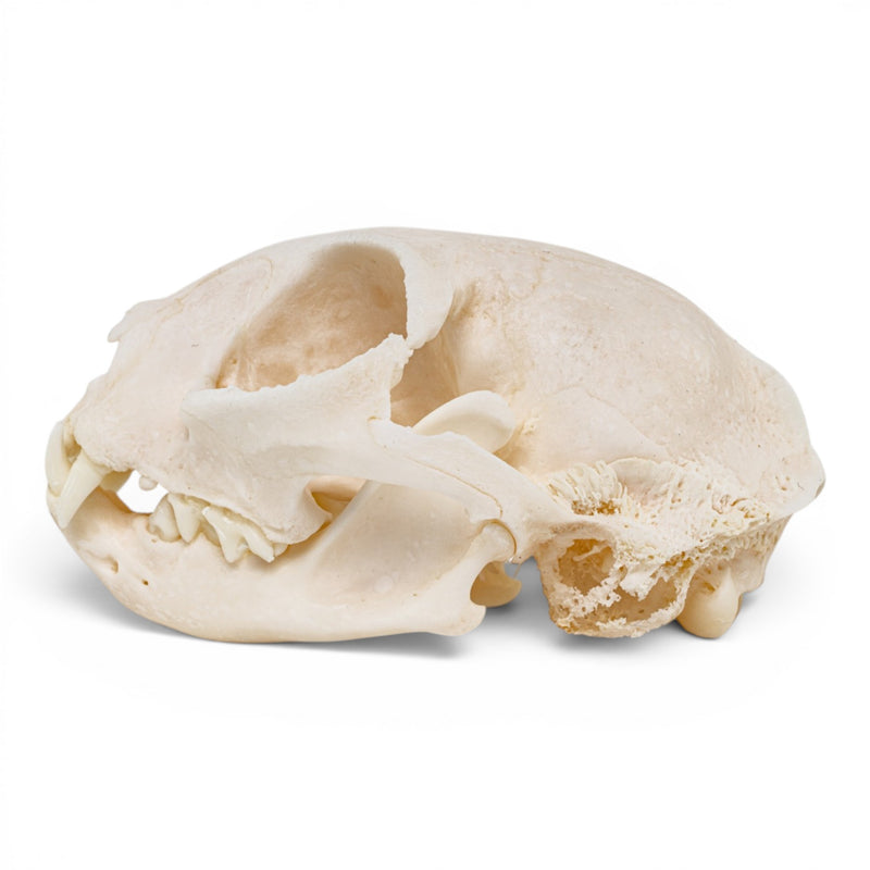 Real Domestic Cat Skull - Pathology