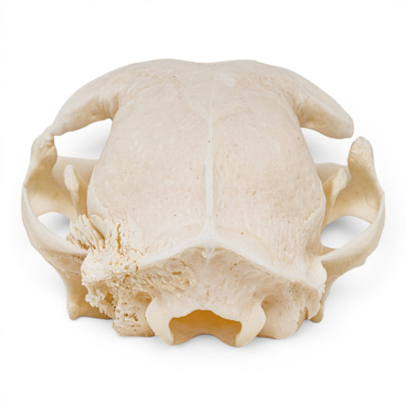 Real Domestic Cat Skull - Pathology