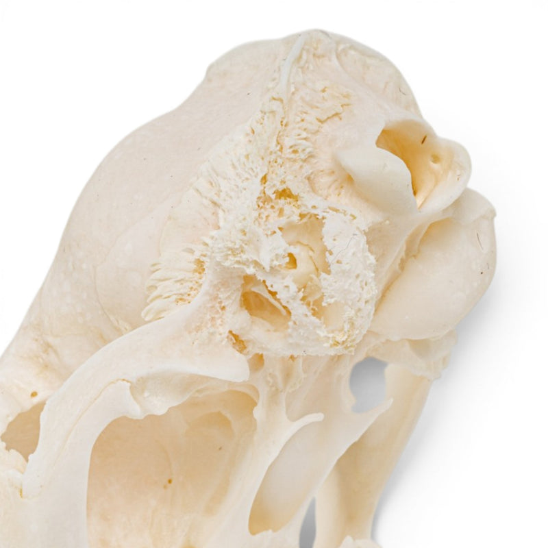 Real Domestic Cat Skull - Pathology