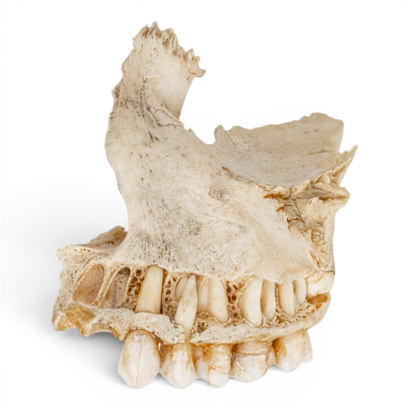 Real Human Maxillary Bone