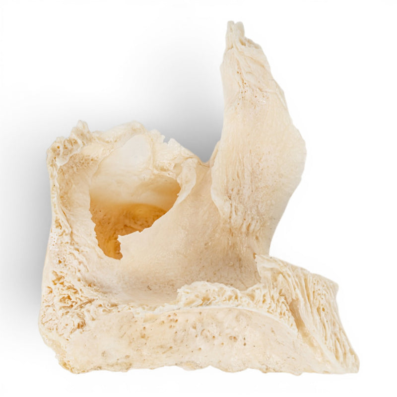Real Human Maxillary Bone