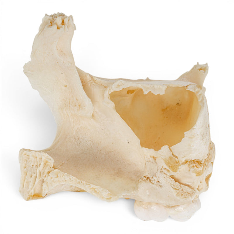 Real Human Maxillary Bone