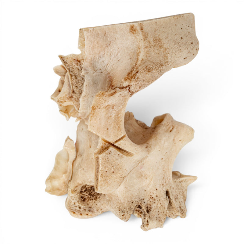 Real Human Partial Skull - Orbital
