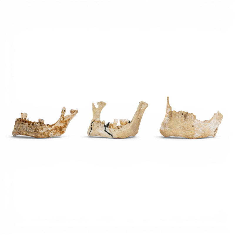 Real Human Mandible - Set of 3
