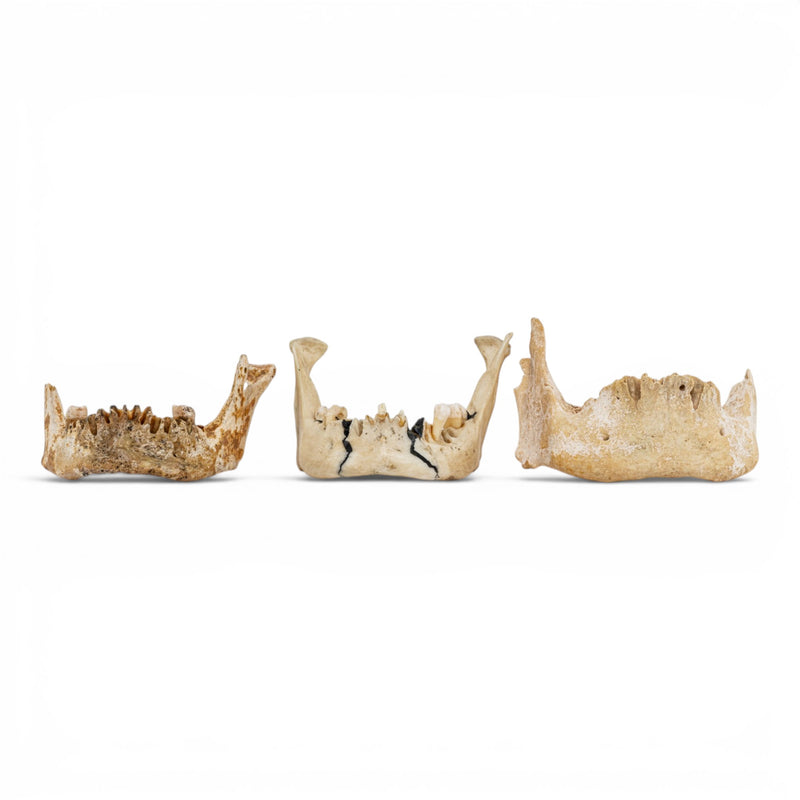 Real Human Mandible - Set of 3