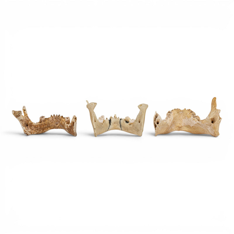 Real Human Mandible - Set of 3