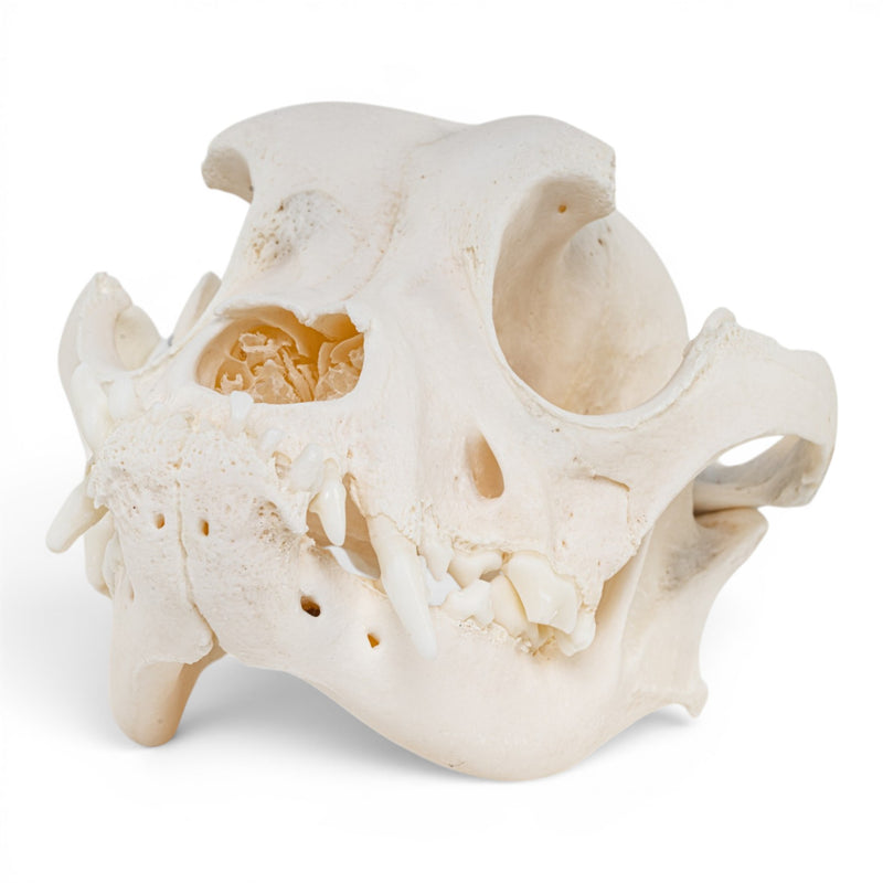 Real Domestic Dog - Boxer Skull