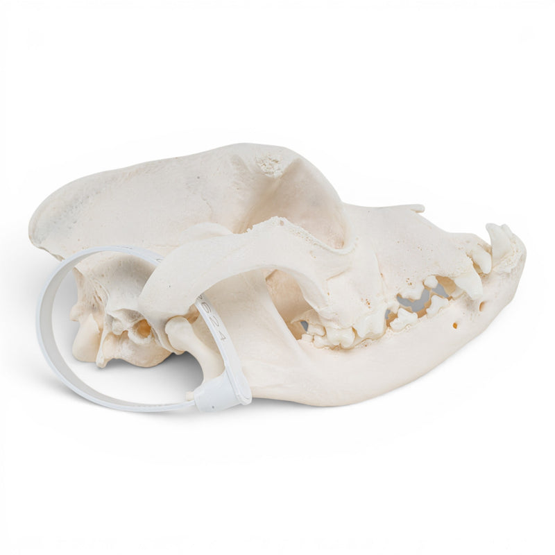Real Domestic Dog - Boxer Skull
