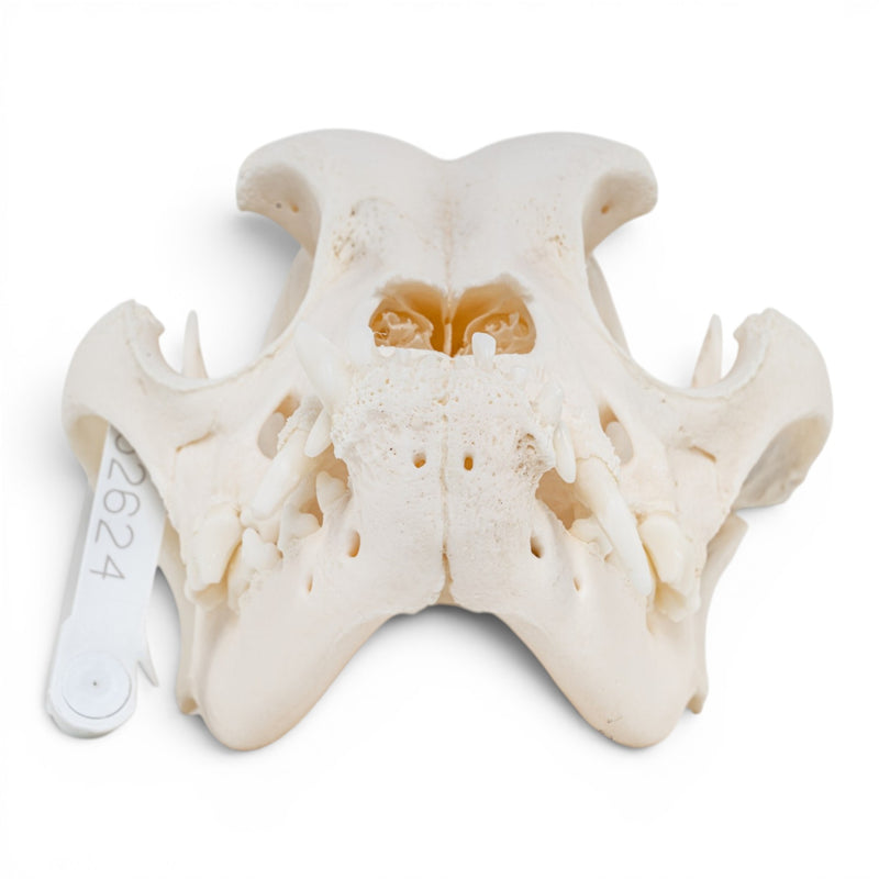 Real Domestic Dog - Boxer Skull