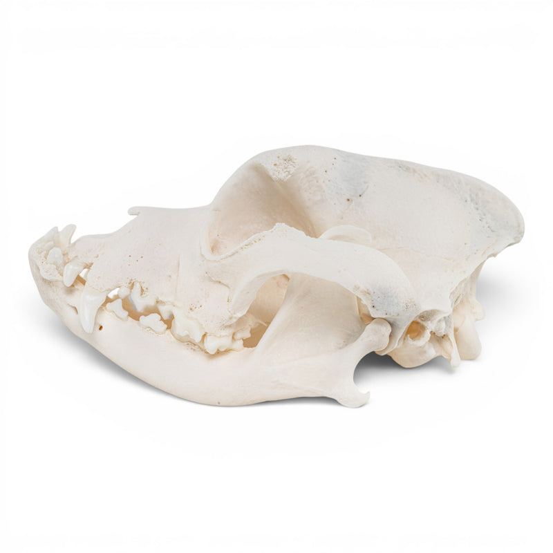 Real Domestic Dog - Boxer Skull