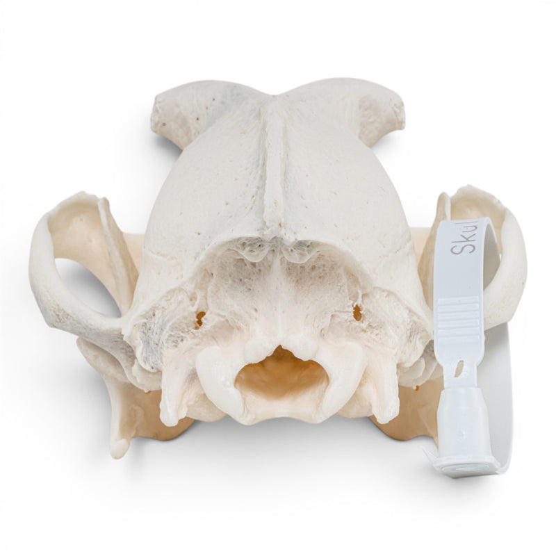 Real Domestic Dog - Boxer Skull