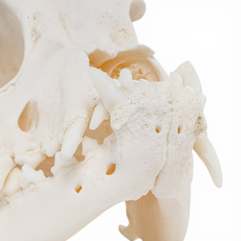 Real Domestic Dog - Boxer Skull