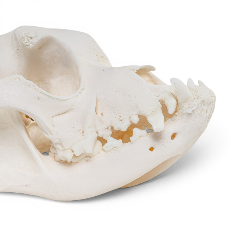 Real Domestic Dog - Boxer Skull