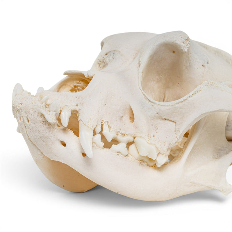 Real Domestic Dog - Boxer Skull