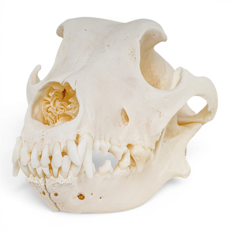 Real Domestic Dog - Dobermann Pinscher Skull