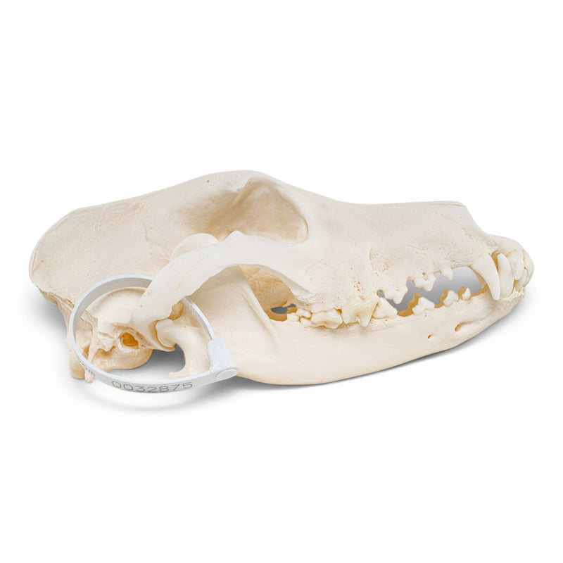 Real Domestic Dog - Dobermann Pinscher Skull
