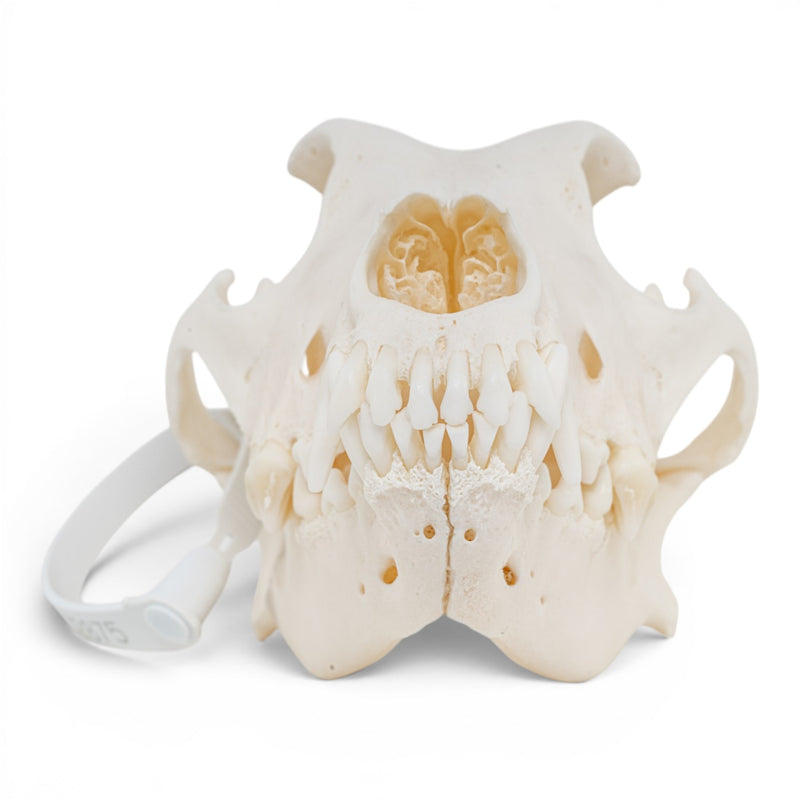 Real Domestic Dog - Dobermann Pinscher Skull