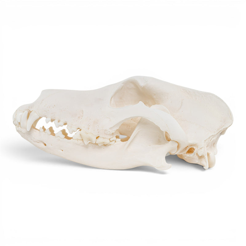 Real Domestic Dog - Dobermann Pinscher Skull