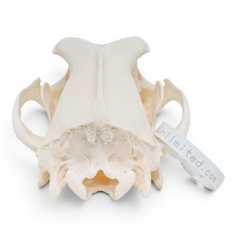Real Domestic Dog - Dobermann Pinscher Skull