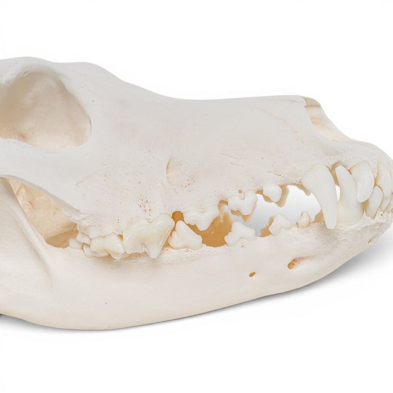 Real Domestic Dog - Dobermann Pinscher Skull