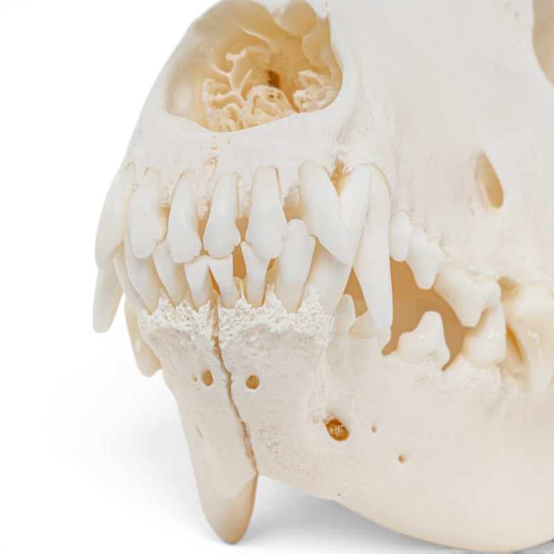 Real Domestic Dog - Dobermann Pinscher Skull