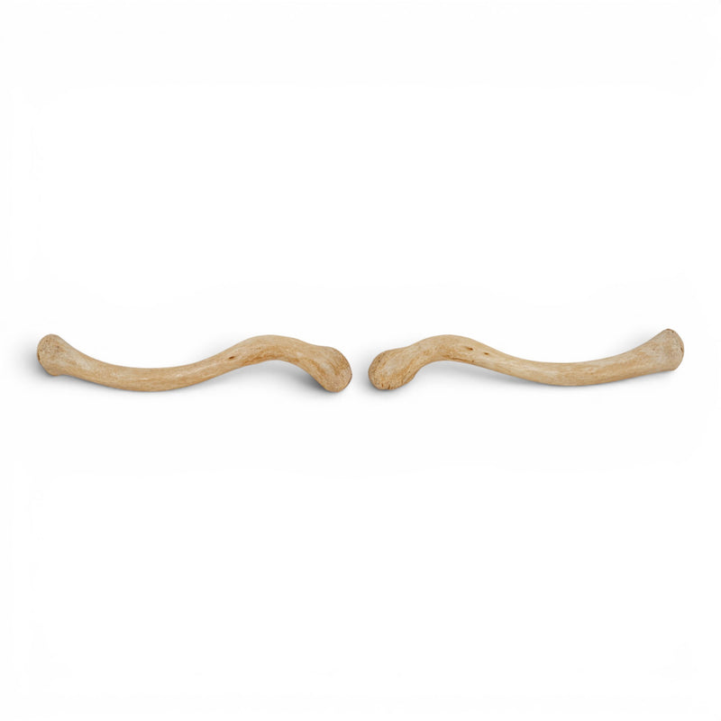 Real Human Clavicle Set