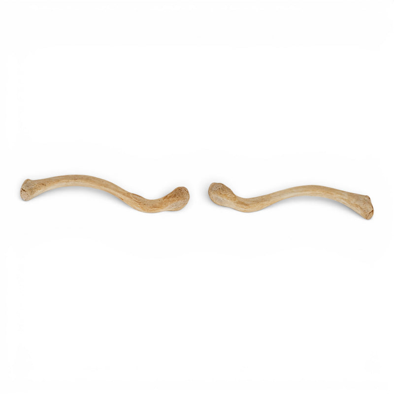 Real Human Clavicle Set