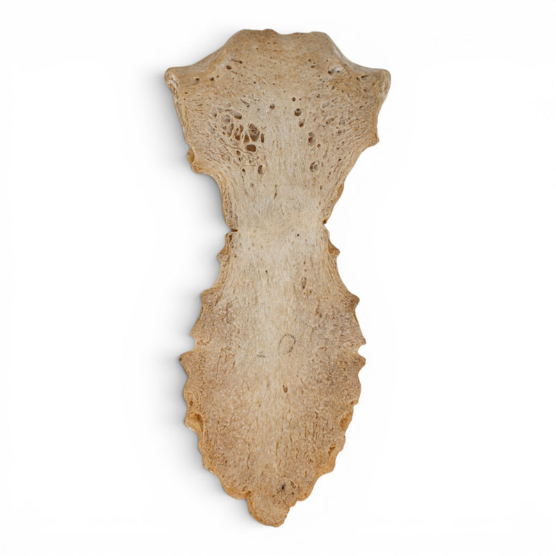 Real Human Sternum